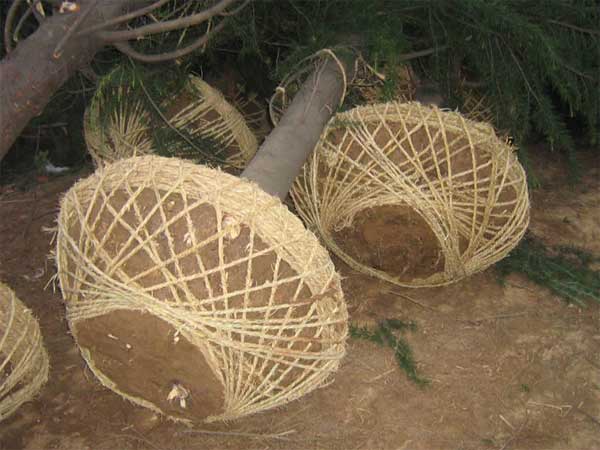 ѩ�������װ