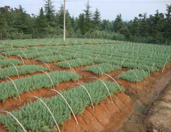 ѩ��С������