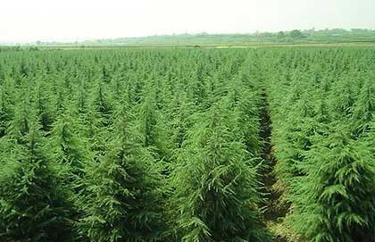 �Ͼ�ѩ����������