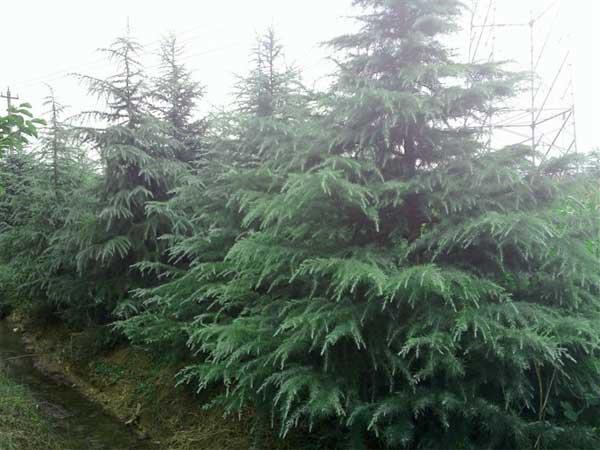 ѩ����������һ��