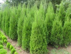 ����,�����۸�