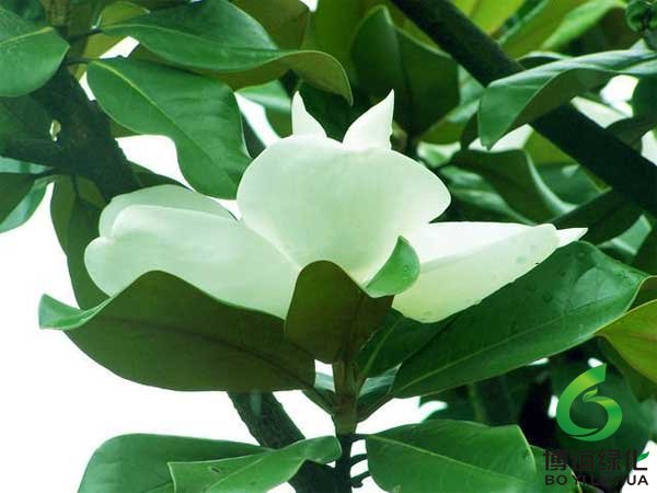 �������Ĺ���������