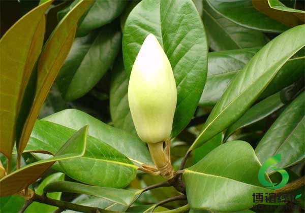 �������ŵĹ�������