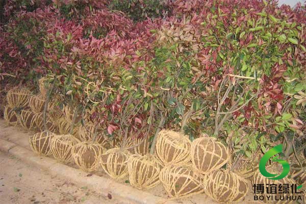 ��װ�õĺ�Ҷʯ骵ȴ�����