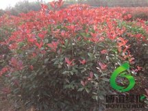 ��ʩ��Ҷʯ�,��ʩ��Ҷʯ骼۸�,��ʩ��Ҷʯ骳���