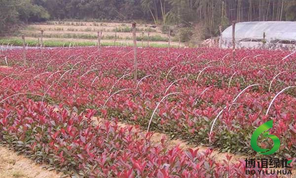 ��Ҷʯ�С��