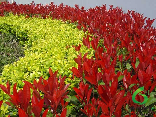 ��Ҷʯ骾���