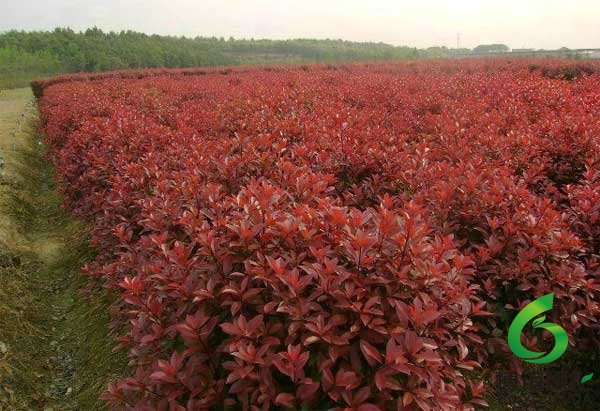 ��Ҷʯ骻���