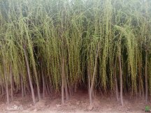 ����,��ʩ����,��ʩ��������,��ʩ������۸�