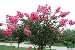 ��ޱ,��ʩ��΢����,��ʩ��΢����۸�