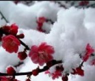 ÷��,��ʩ÷������,��ʩ÷����,��ʩ÷������۸�