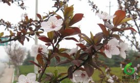 ��Ҷ��,��ʩ��Ҷ��,��ʩ��Ҷ������,��ʩ��Ҷ��۸�