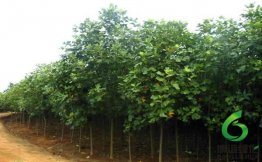 ����ľ,��ʩ����ľ,��ʩ����ľ����,��ʩ����ľ�۸�