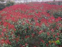 �컨��ľ,��ʩ�컨��ľ����,��ʩ�컨��ľ�۸�