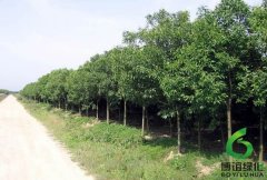 �߸�Ů��,��ʩ�߸�Ů��,��ʩ�߸�Ů������۸�