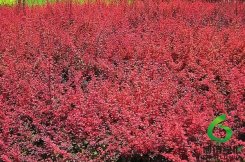 ��ҶС��,��ʩ��ҶС��,�����ҶС������۸�