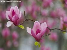 ������ͼƬ����